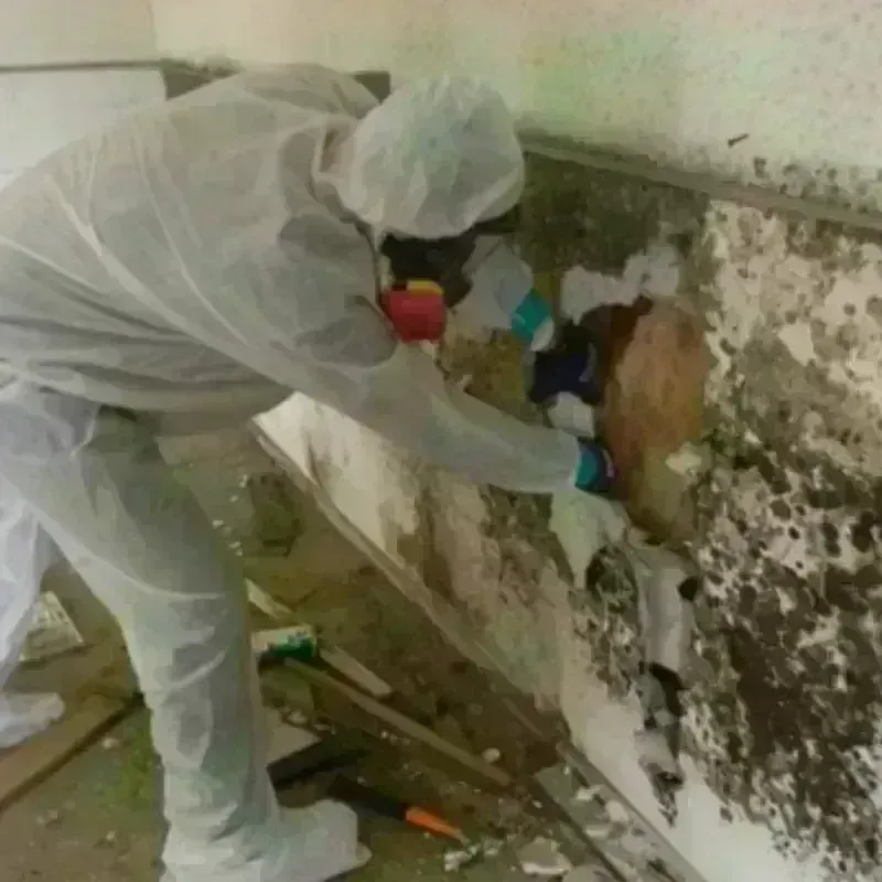 Mold Remediation and Removal in West Greenwich, RI